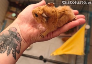 imagem_3