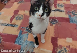 Adoção Responsável de Gata tricolor
