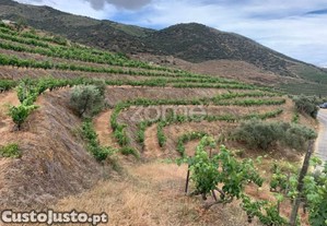 Terrenos Com Vinhas Para Produo De Vinho Do...