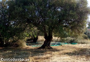 Azeite novo biol�gico - 6  L.