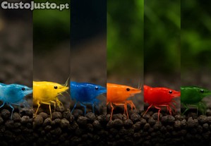 Neocaridinas Green,Fire, Orange, Yellow, Blue e jellys