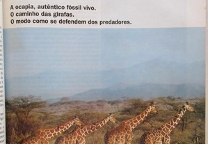 imagem_7
