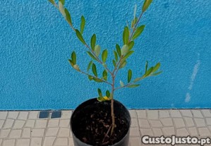 Arvore Borrazeira