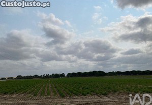 Terreno Agrícola em Pegões