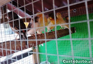 imagem_5