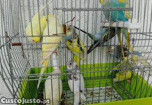 imagem_4
