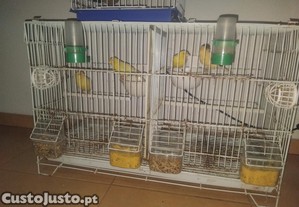 Canários