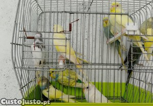imagem_3