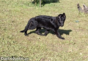 Cachorros Pastor Alemão Puros