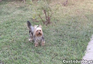 imagem_1