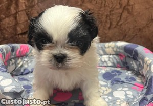 Procura: Shit zhu boa qualidade