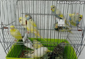 imagem_5