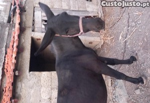 Burras mansas