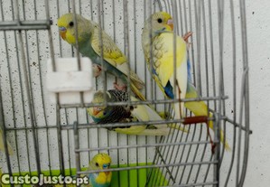 imagem_6