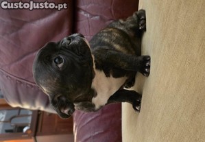 Bulldog francs