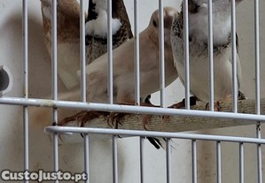 imagem_1