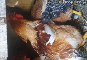 Galos caseiros