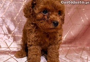 imagem_4
