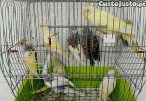 imagem_7