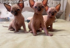 Gatinhas sphynx nascida a 24 de maio 2026