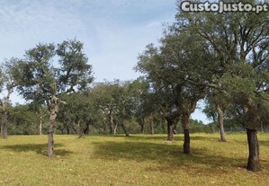 Terreno rustico com 21980 m2 composto por sobreiros e eucaliptos.