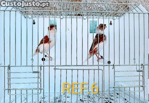 imagem_6