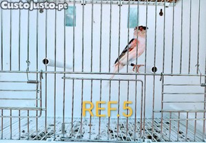 imagem_5