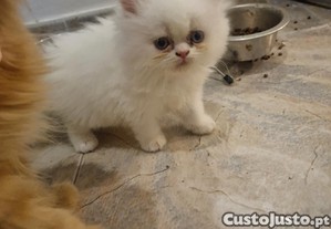 imagem_3