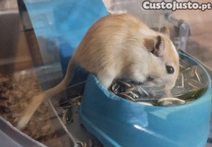 Gerbos (Esquilos da Mong�lia)