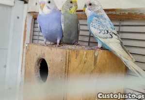 imagem_5