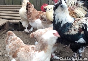 Ovos para incubao