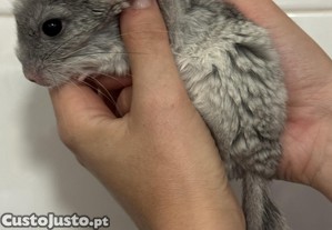 imagem_2