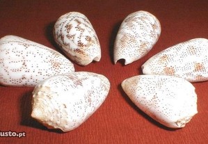 Búzio - Conus arenatus 3,5-4,5cm-conj.15pçs
