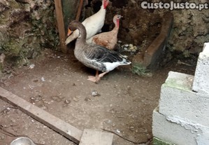 Casal de perus