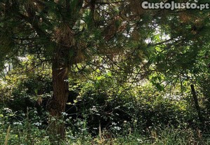 imagem_35