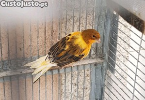 Aves canarios