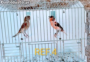 imagem_4