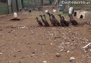 Patos