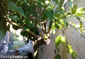 imagem_4