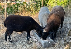 Duas ovelhas novas e um carneiro