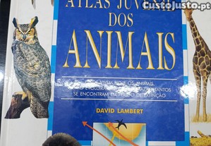 imagem_1