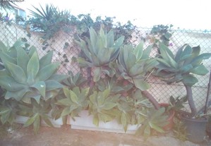 imagem_5