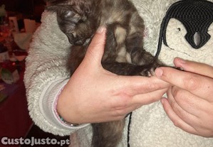 Gatinha escaminha para doar