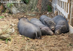 imagem_1