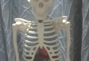 Esqueleto da coleção Corpo Humano