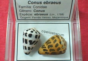 Búzio - Conus ebraeus 6x6cm-caixa