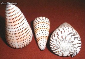 Búzio - Conus litteratus 6-7cm-conj.15pçs
