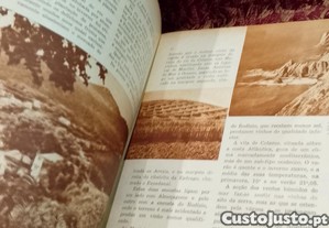 imagem_8