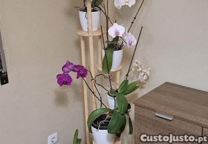 Macetero para orqudeas