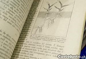 imagem_7